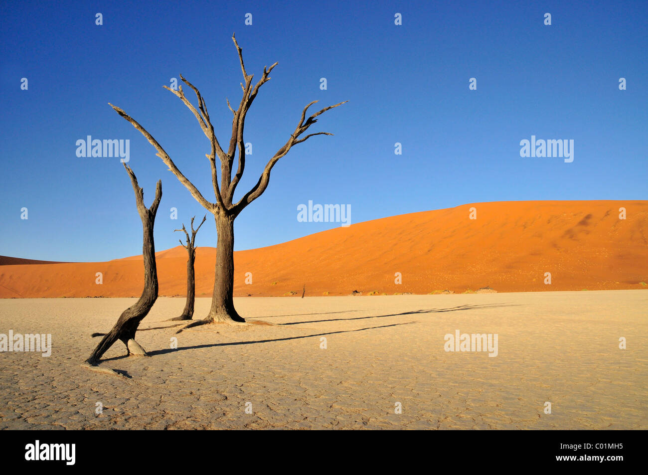 Les arbres morts dans Dead Vlei, Deadvlei clay pan dans la lumière du matin, le désert de Namib, Namib-Naukluft National Park, Namibie, Afrique Banque D'Images