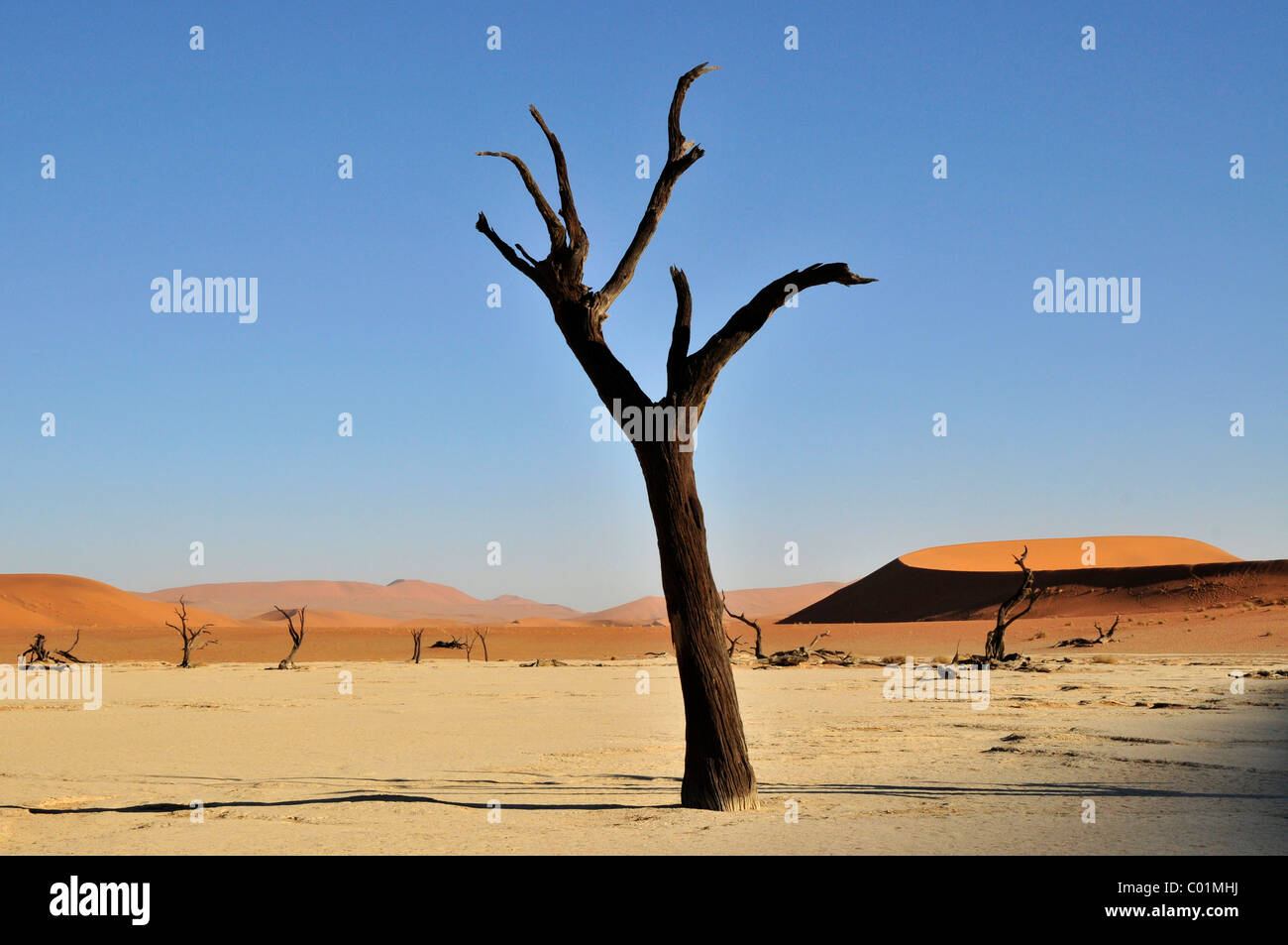 Arbre mort dans le Dead Vlei, Deadvlei clay pan dans la lumière du matin, le désert de Namib, Namib-Naukluft National Park, Namibie, Afrique Banque D'Images
