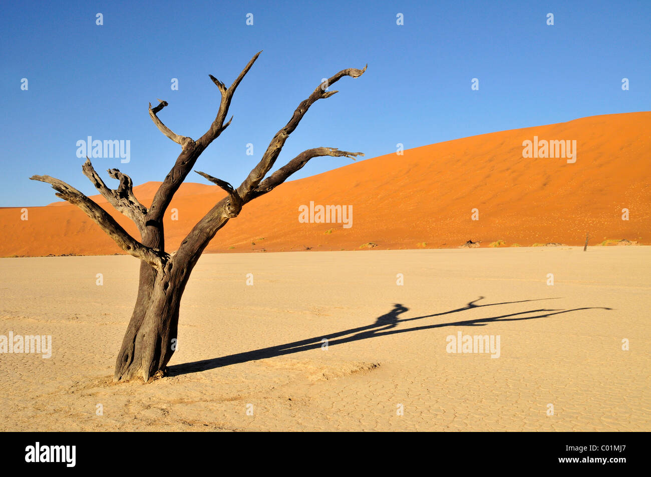 Les arbres morts dans Dead Vlei, Deadvlei clay pan dans la lumière du matin, le désert de Namib, Namib-Naukluft National Park, Namibie, Afrique Banque D'Images