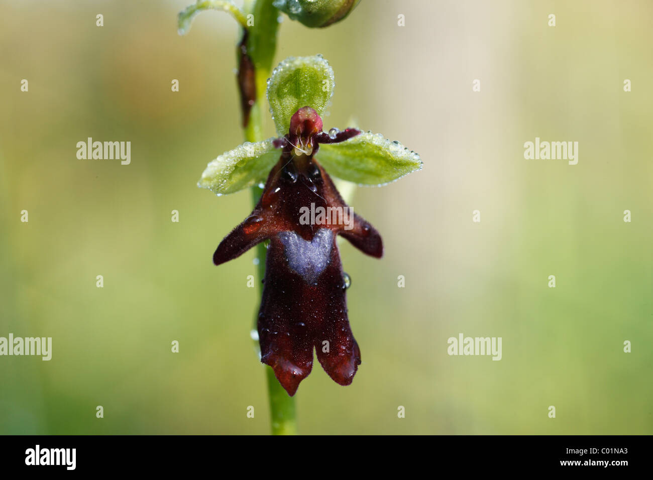 L'Orchidée Ophrys insectifera (Fly), les plaines d'inondation de la rivière Isar, Upper Bavaria, Bavaria, Germany, Europe Banque D'Images