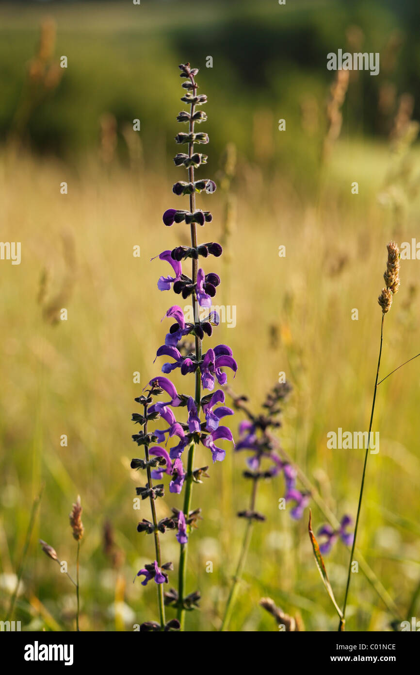Meadow Clary (Salvia pratensis), Bavaria, Germany, Europe Banque D'Images