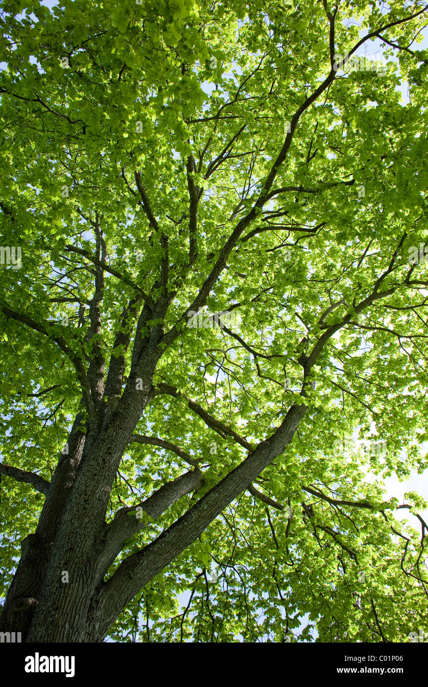 Vue vers le feuillage d'un soleil le chêne (Quercus), Trondheim, Norvège, Scandinavie, Europe Banque D'Images