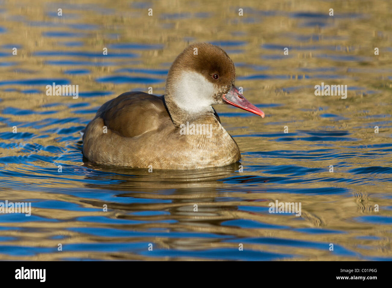 Nette rousse Netta rufina,, femme. Le Norfolk. Banque D'Images