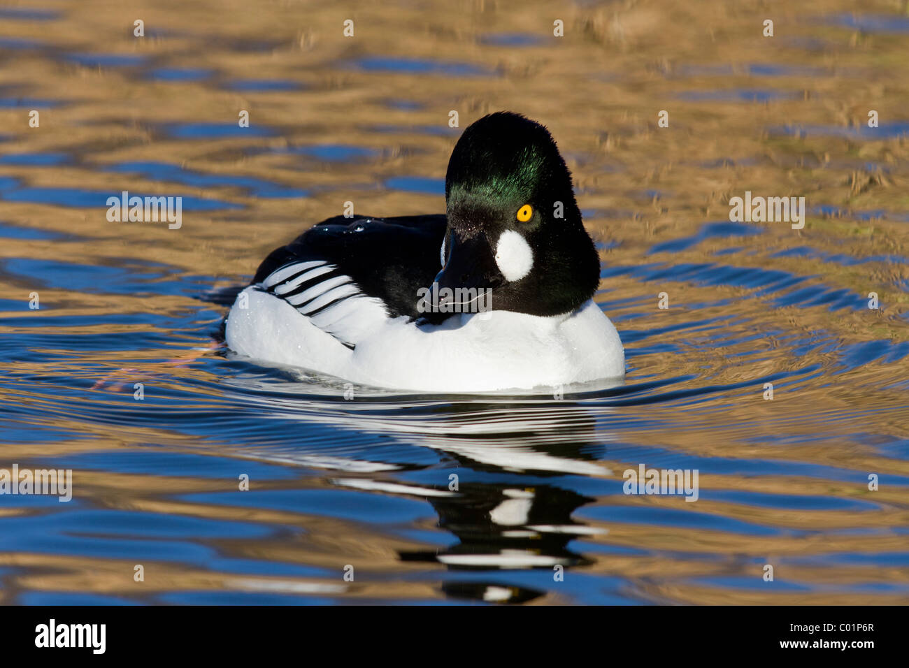 Garrot à œil d'or, Bucephala clangula, homme. Le Norfolk. Banque D'Images