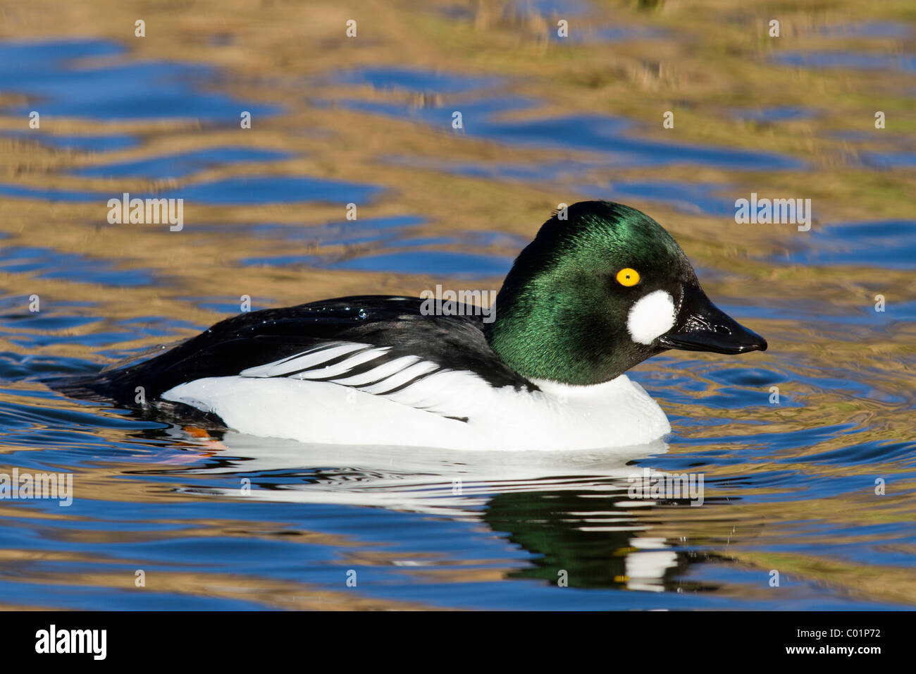 Garrot à œil d'or, Bucephala clangula, homme. Le Norfolk. Banque D'Images