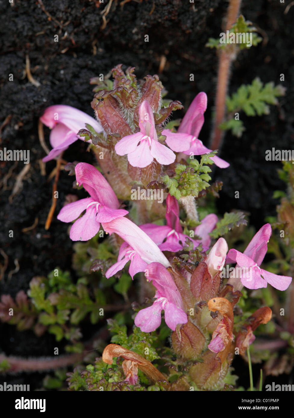 Furbish commun (Pedicularis sylvatica), Connemara, comté de Galway, en République d'Irlande, Europe Banque D'Images