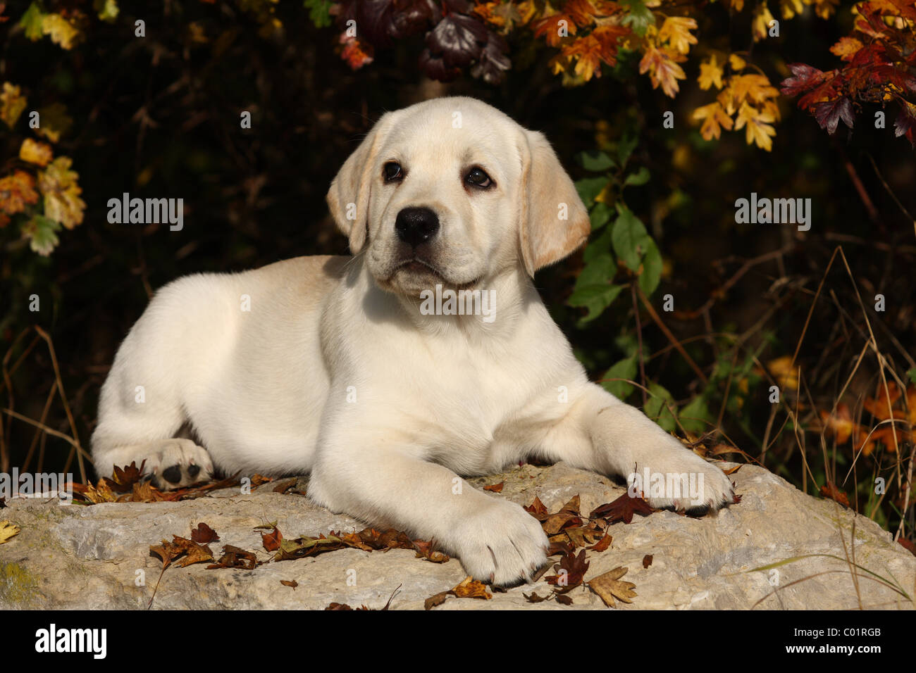 Labrador Retriever blond Banque D'Images