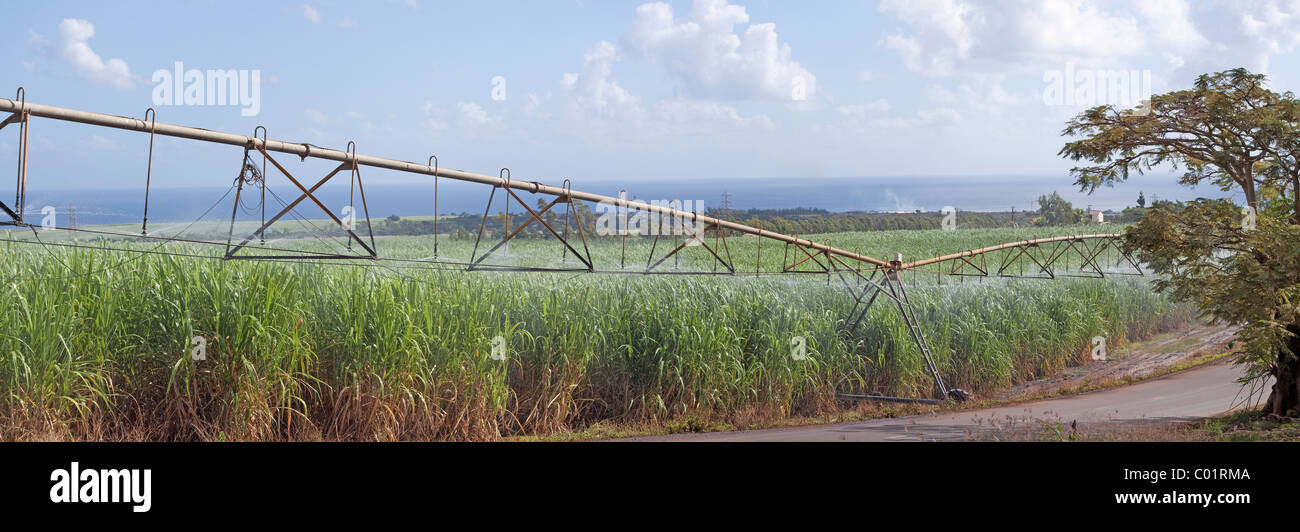 Vue panoramique du champ de canne à sucre étant irriguées en Petite Rivière, Maurice, Afrique du Sud Banque D'Images
