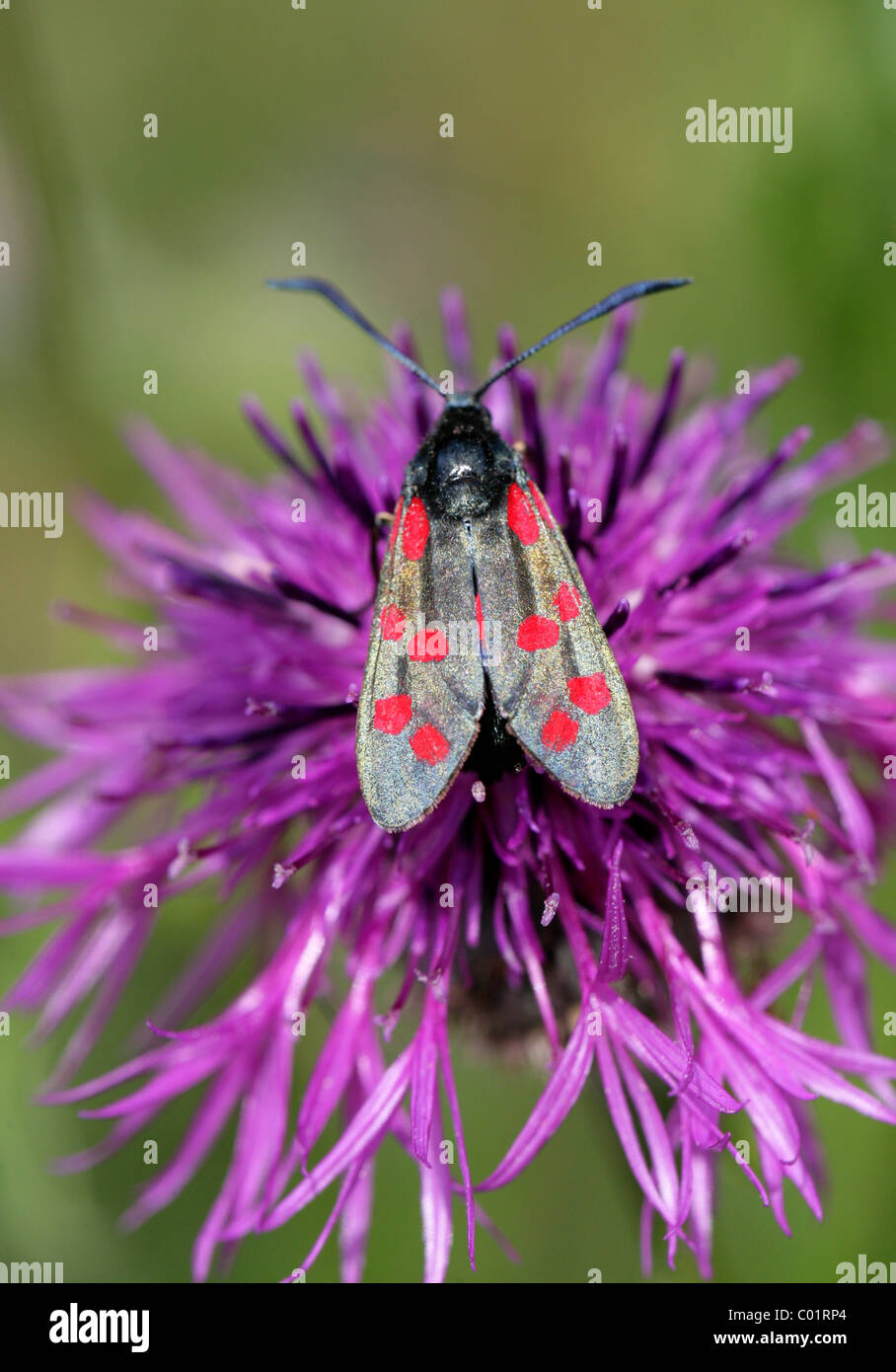 Spot 6, Zygaena filipendulae Burnett, des Zygaenidae, Lepidoptera, sur une plus grande fleur de centaurée. Banque D'Images