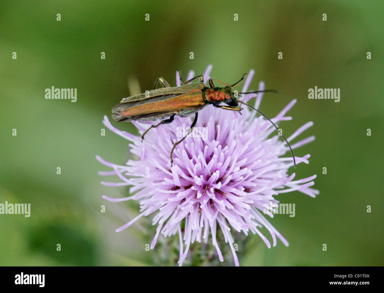 Fleur femelle pattes épaisses Beetle, Oedemera nobilis, Oedemeridae. Juillet, la Vallée d'échecs, Hertfordshire. Banque D'Images