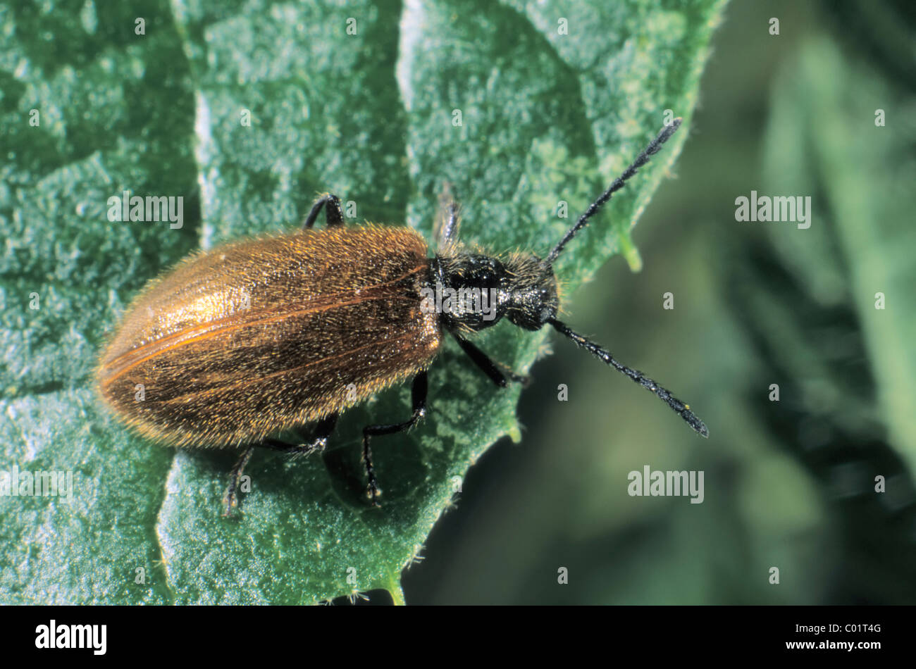 Darkling Beetle Lagria hirta () Banque D'Images