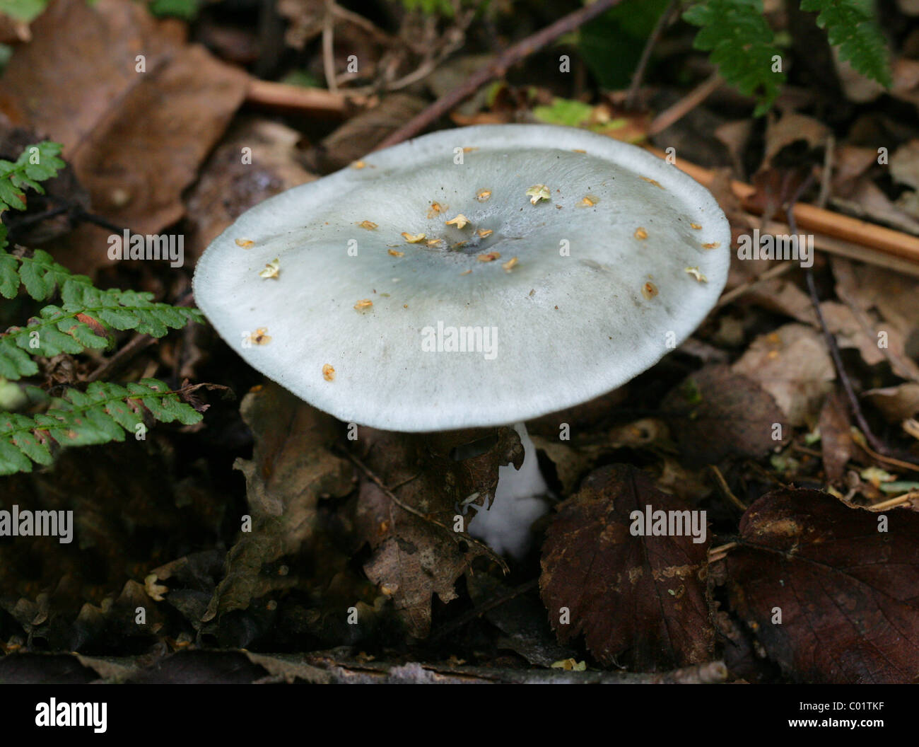 Les anis Anis, bleu-vert ou de l'entonnoir, Clitocybe odora Clitocybe Tricholomataceae, Banque D'Images