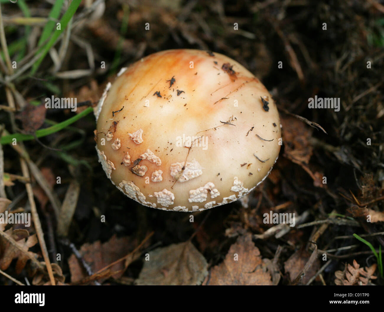 Le blush Amanita Amanita rubescens, champignon, Amanitaceae. Une fois cuite, comestibles, matières toxiques. Banque D'Images