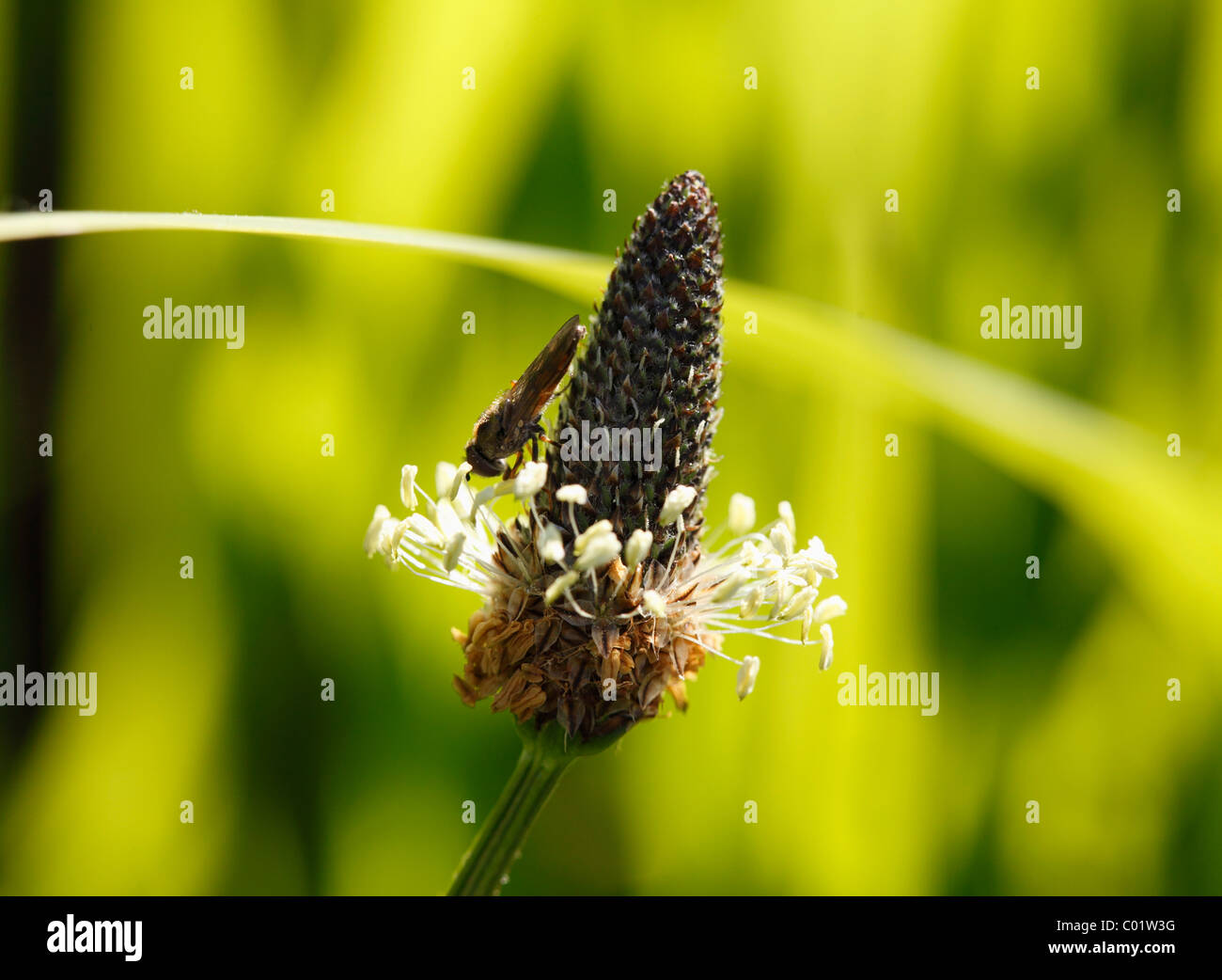 English plantain (Plantago lanceolata), s'épanouir avec un hover fly, République d'Irlande, Europe Banque D'Images