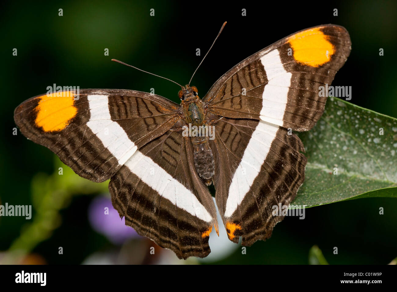 Orange et blanc papillon Commodore tachetée (limnoria precis) Banque D'Images