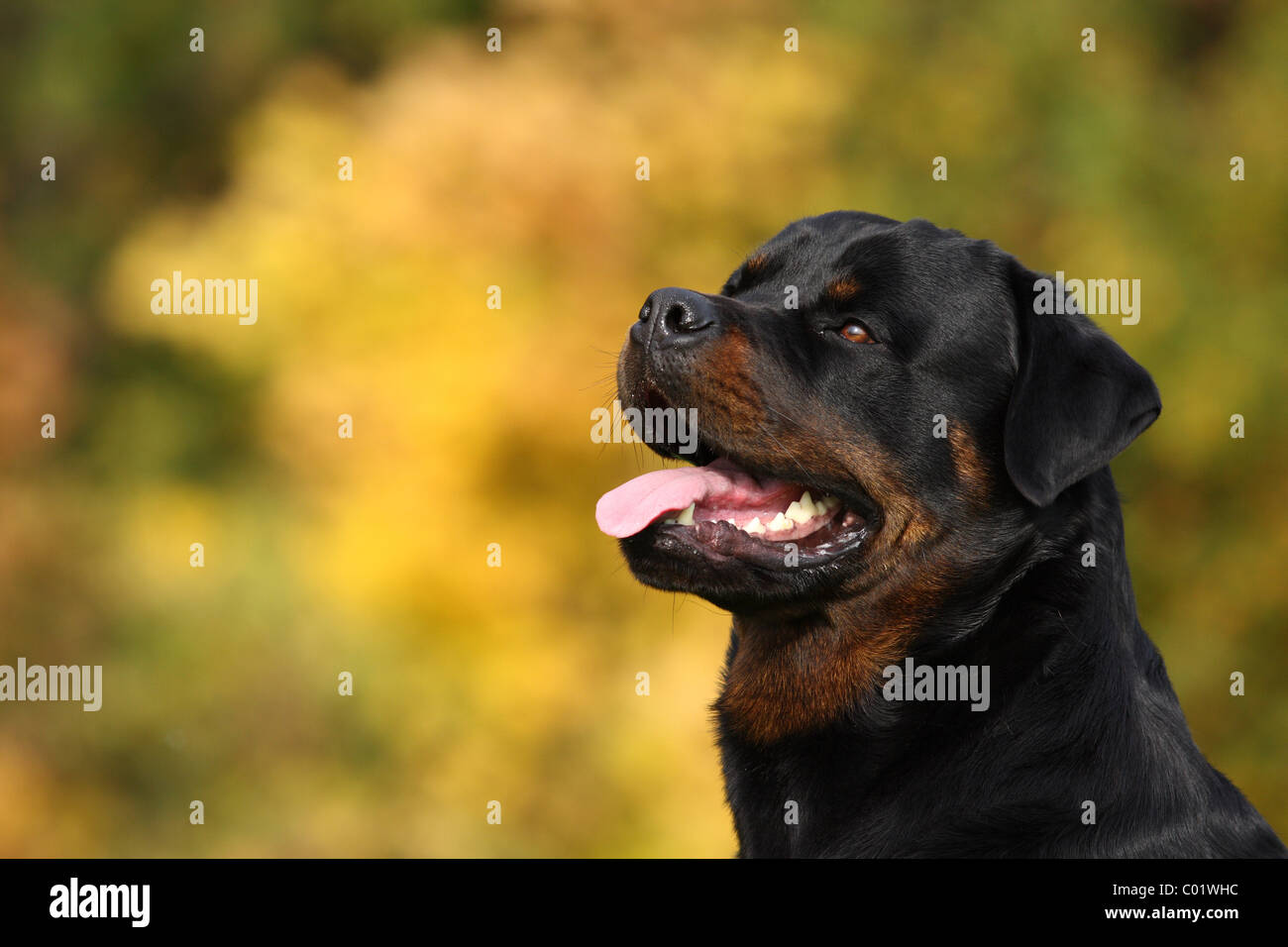 Portrait de Rottweiler Banque D'Images