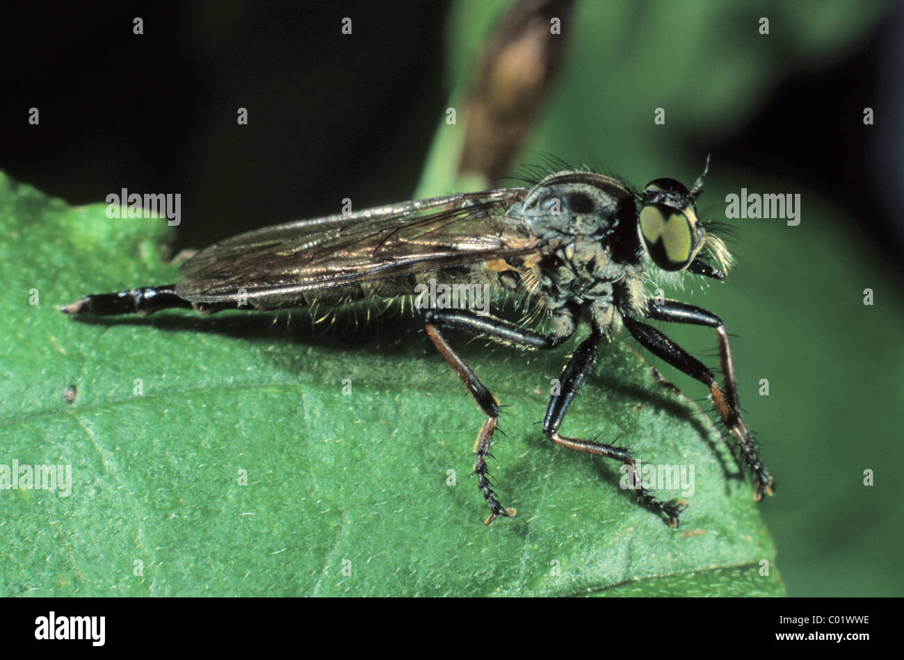 Voleur de Manx Fly (Machimus sp.) Banque D'Images