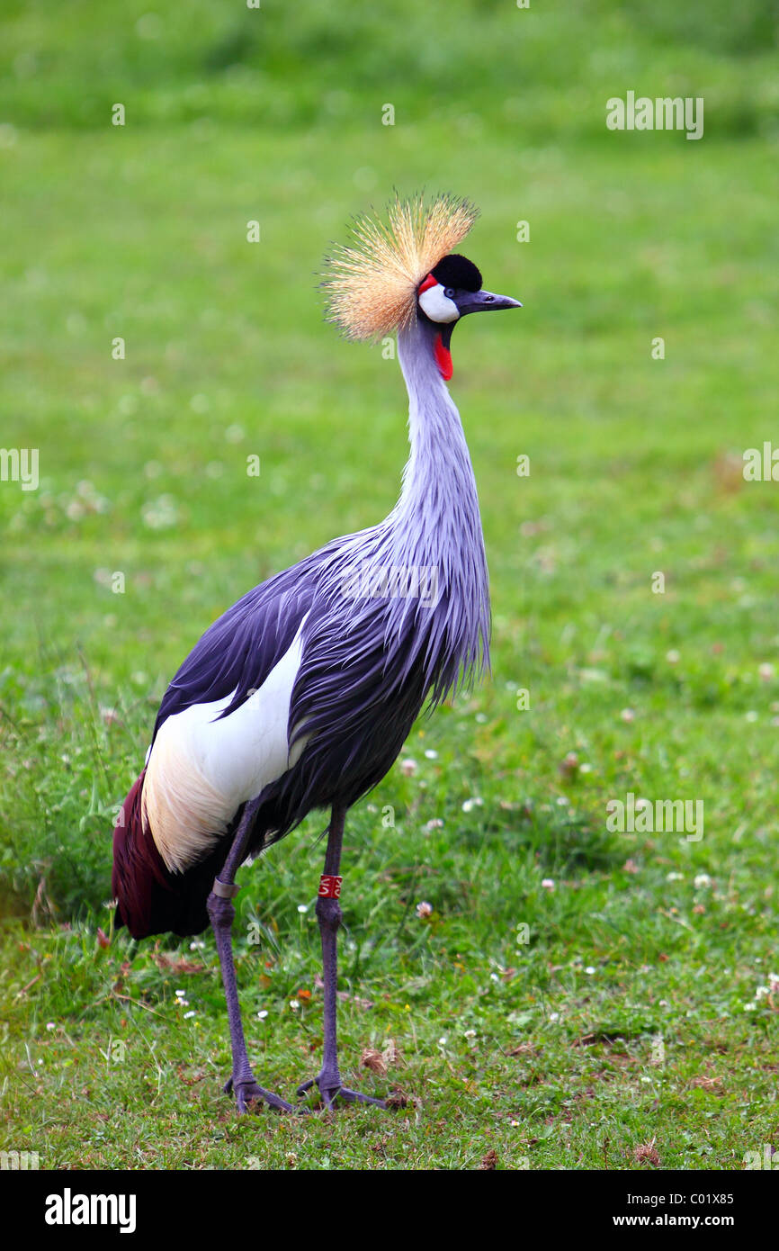 Grue couronnée grise - oiseaux de zoo Banque D'Images