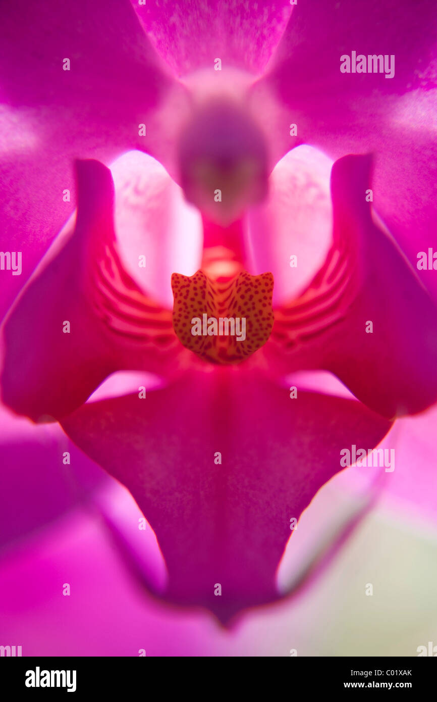 Orchidée Phalaenopsis (Phalaenopsis), macro Banque D'Images