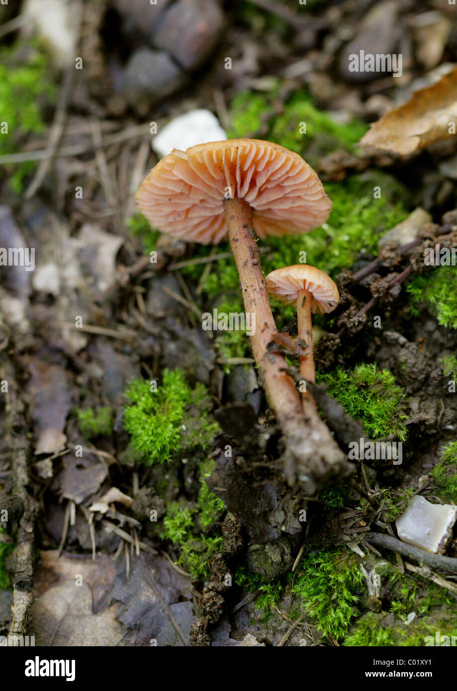 Le séducteur ou cireuses, Laccaria Laccaria laccata, Hydnangiaceae. Montrant le dessous et les branchies. Banque D'Images