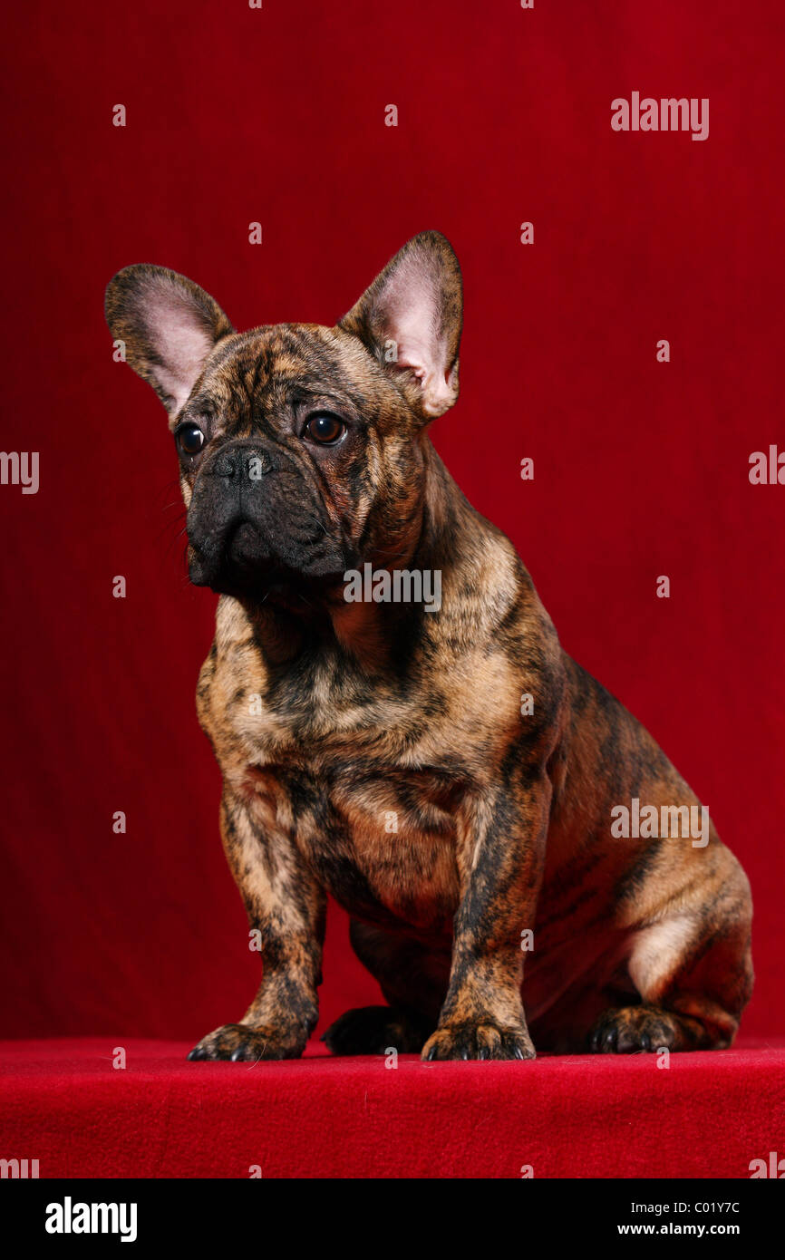 Bouledogue Français assis Banque D'Images