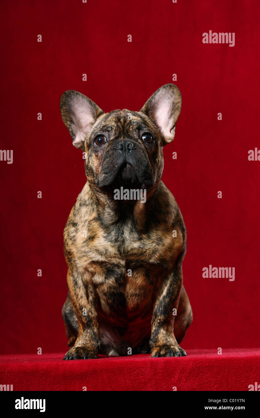 Bouledogue Français assis Banque D'Images