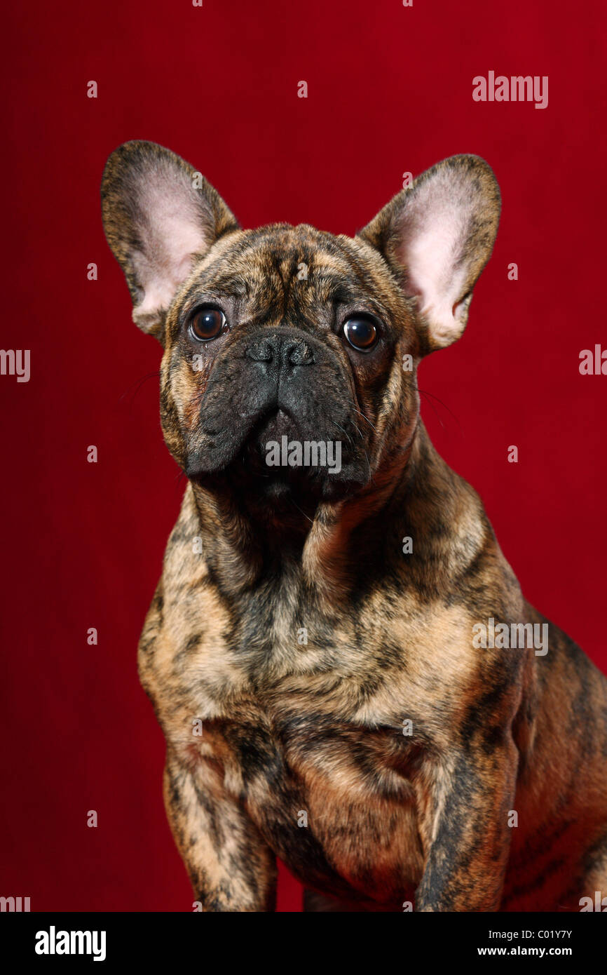 Bouledogue français portrait Banque D'Images