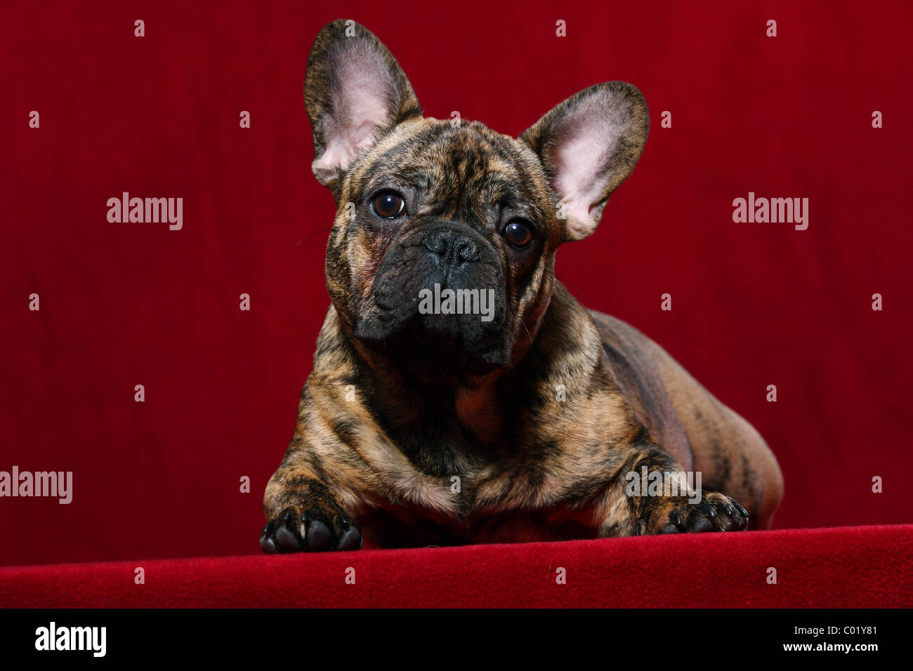 Allongé Bouledogue Français Banque D'Images