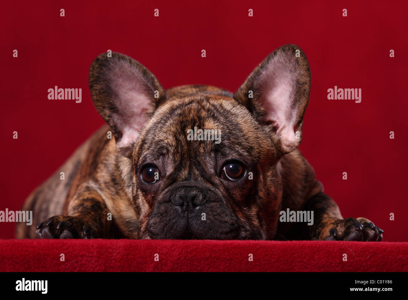 Bouledogue Français Banque D'Images