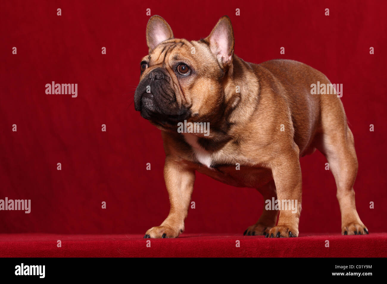 Bouledogue français permanent Banque D'Images