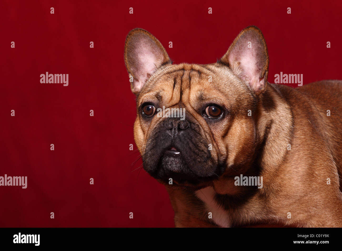 Bouledogue français portrait Banque D'Images