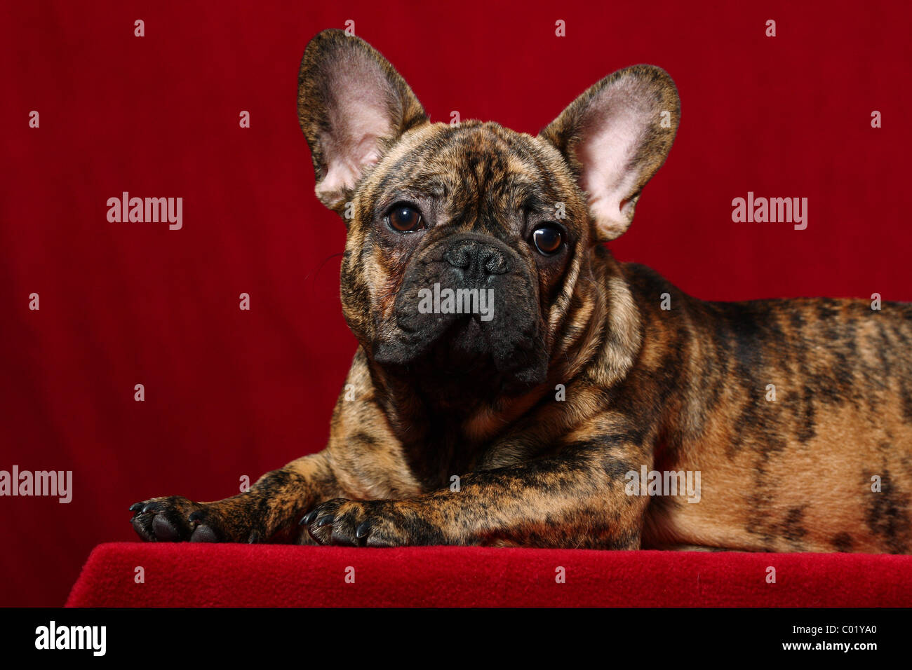Bouledogue Français Banque D'Images