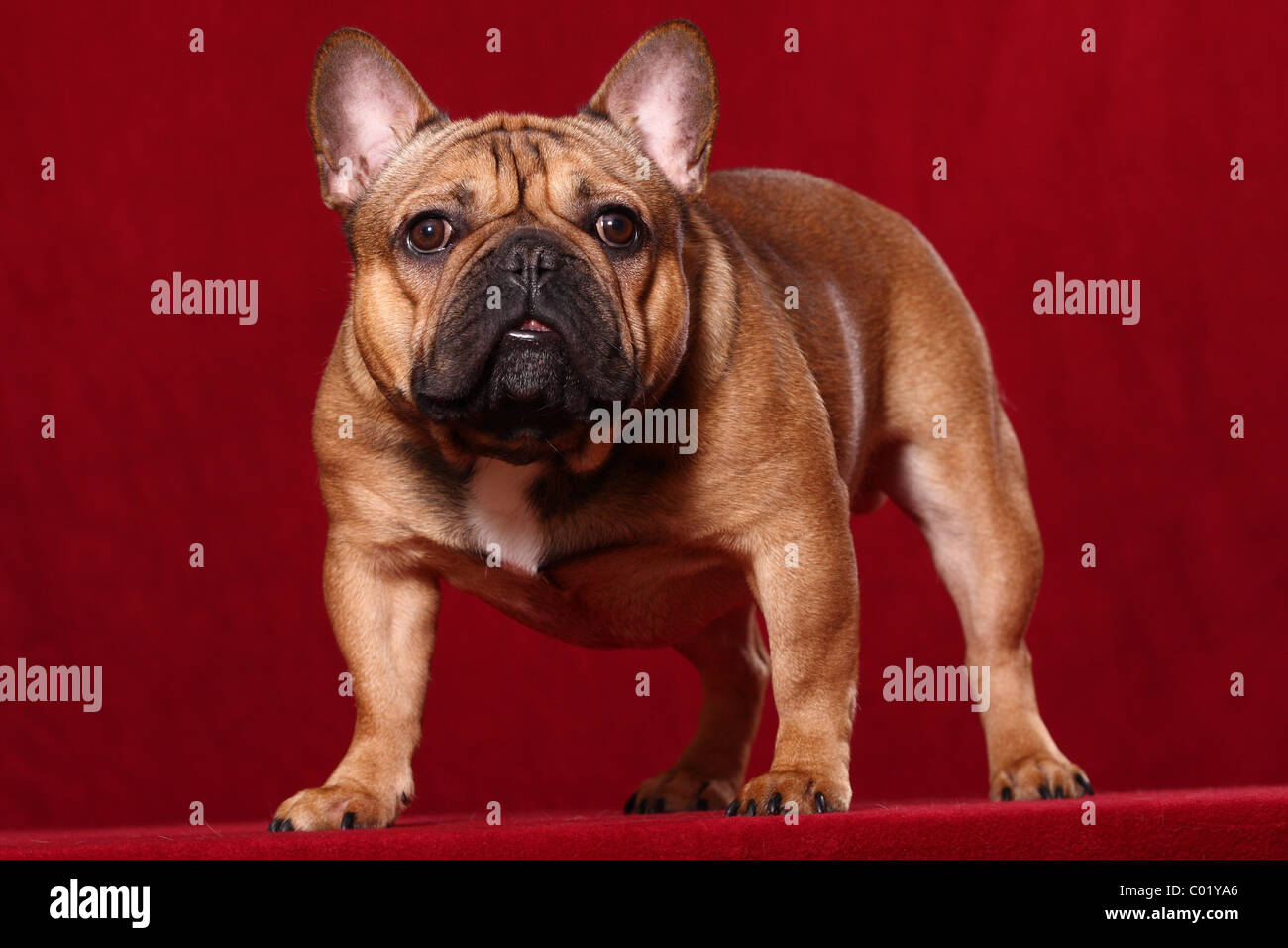 Bouledogue français permanent Banque D'Images