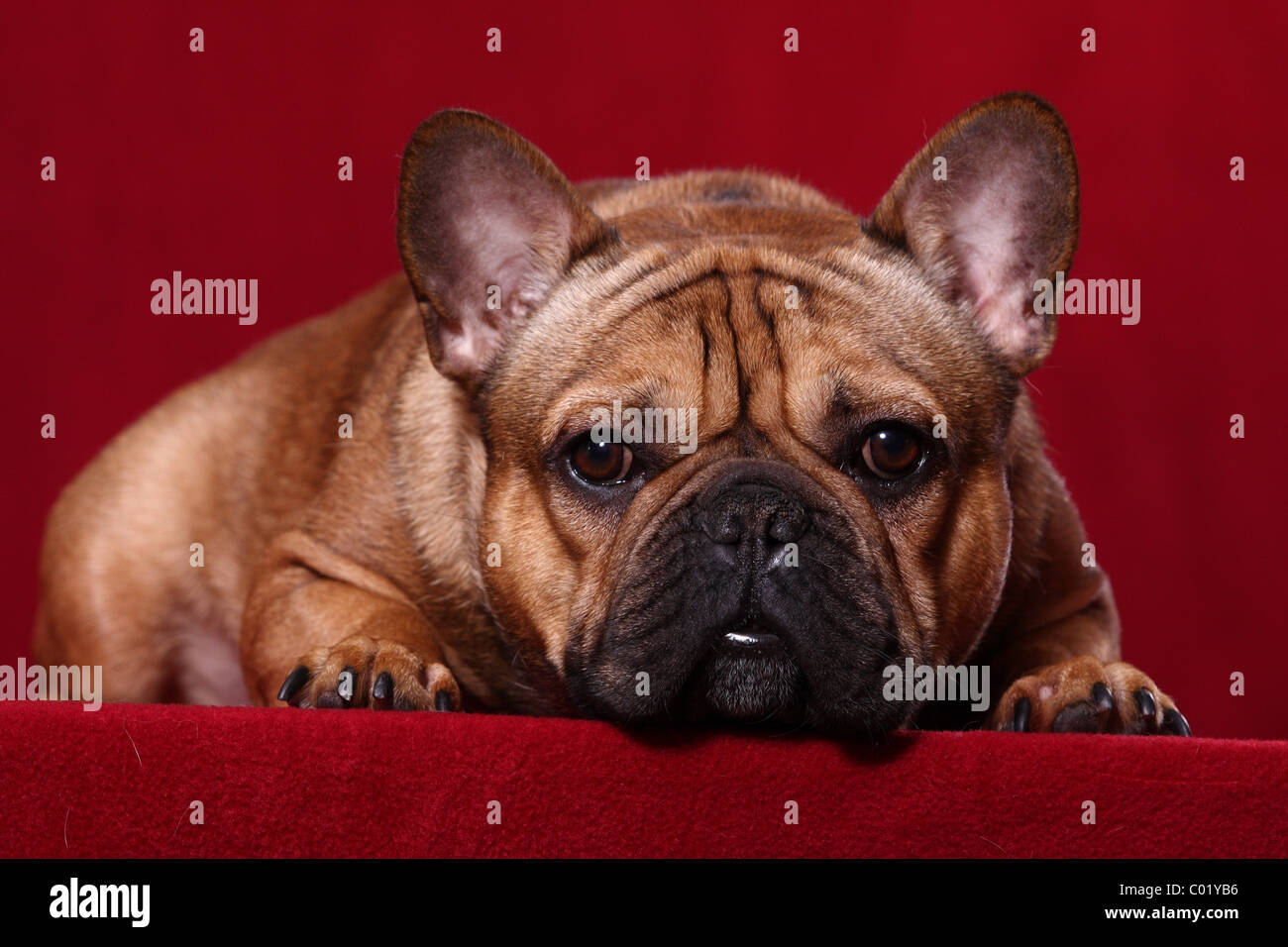 Bouledogue Français Banque D'Images
