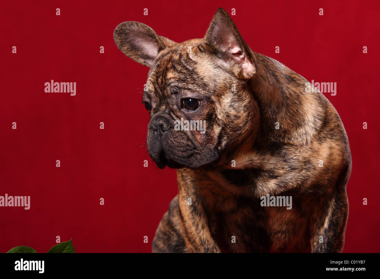 Bouledogue français portrait Banque D'Images