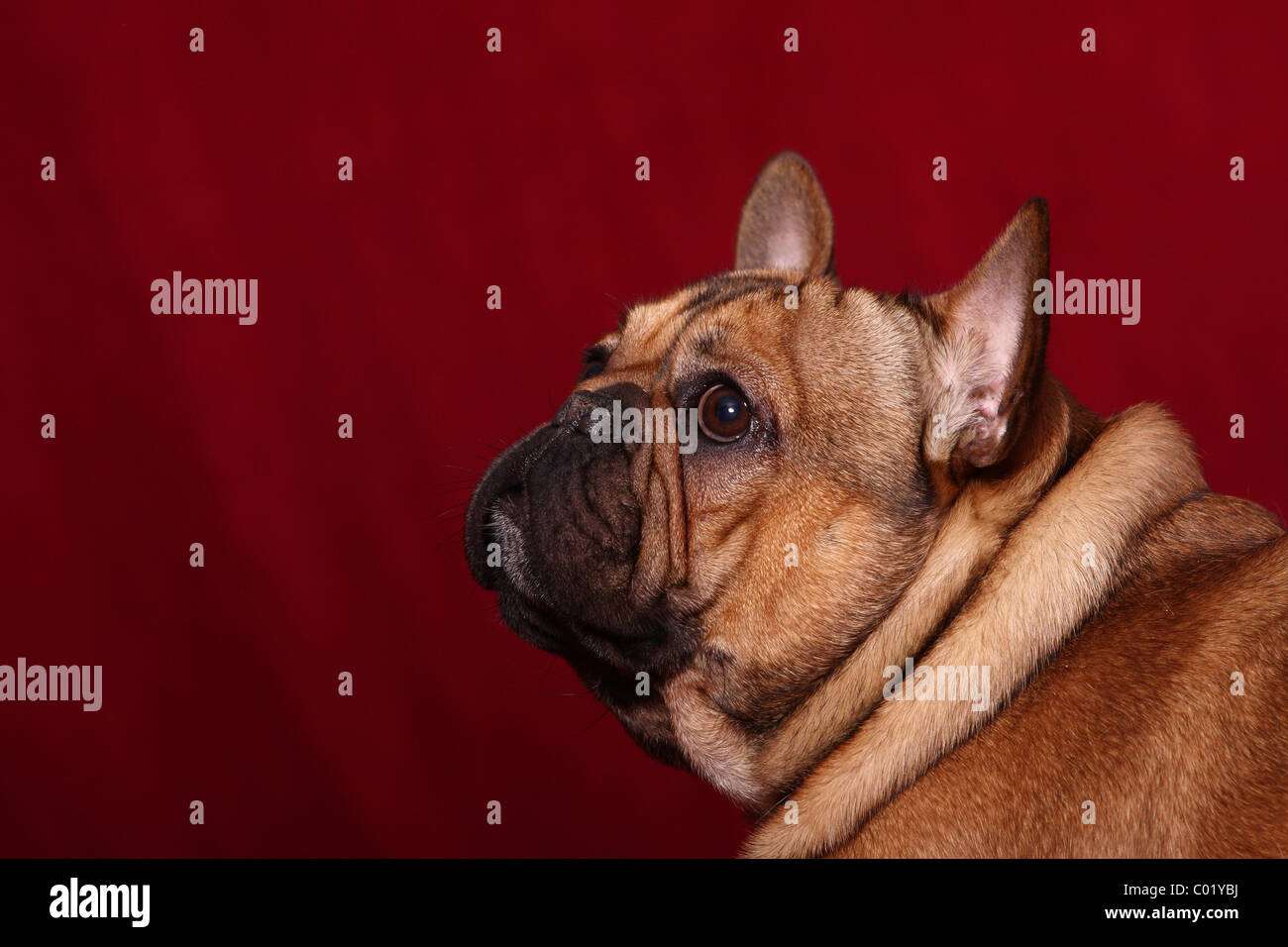 Bouledogue français portrait Banque D'Images