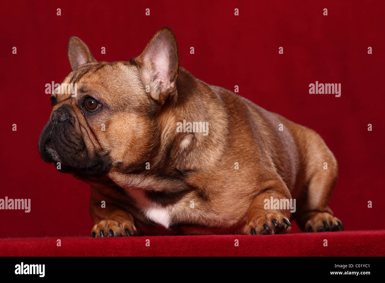 Allongé Bouledogue Français Banque D'Images