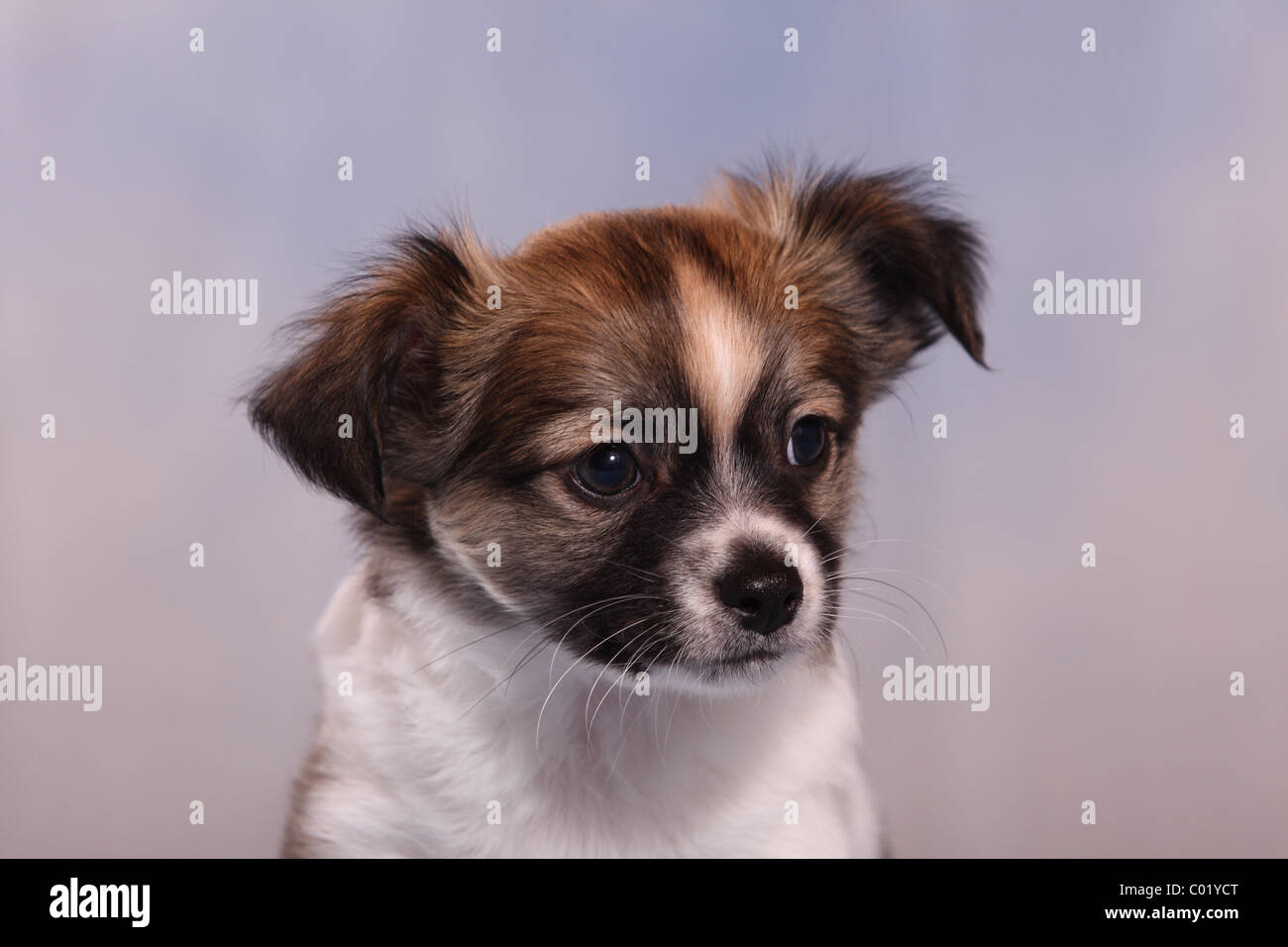 Chiot Chihuahua Banque D'Images