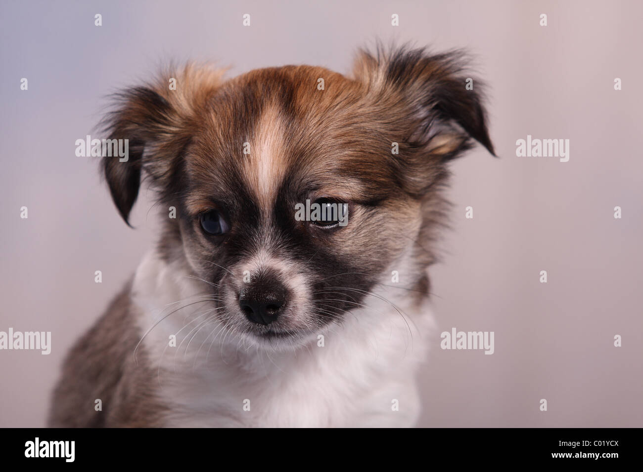 Chiot Chihuahua Banque D'Images