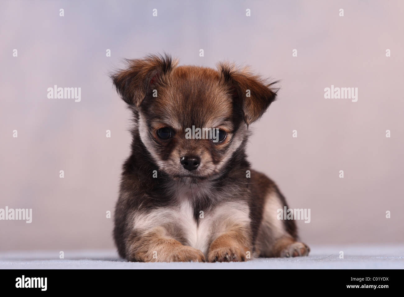 Chiot Chihuahua Banque D'Images