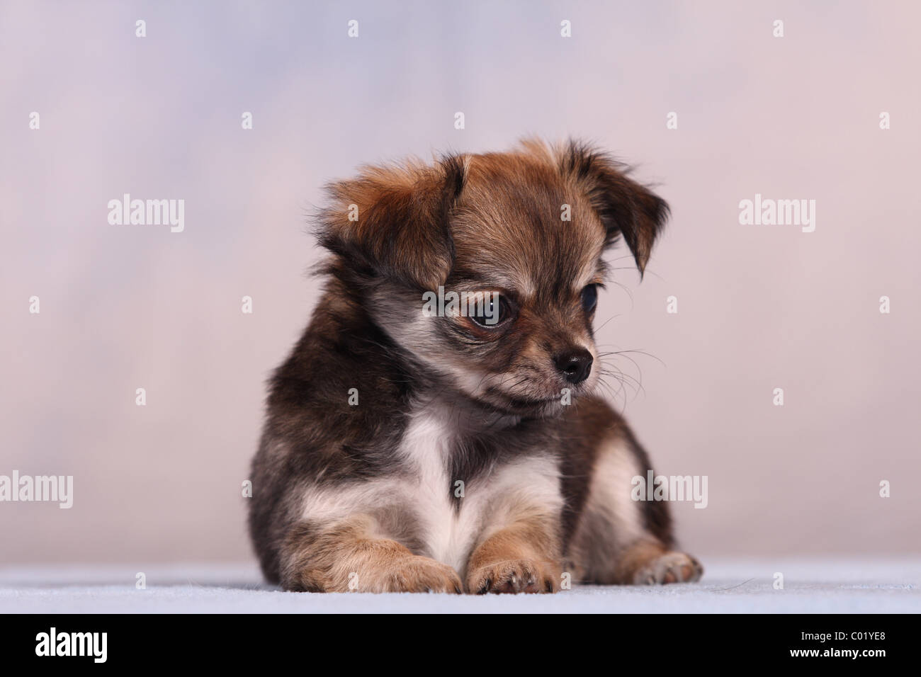 Chiot Chihuahua Banque D'Images