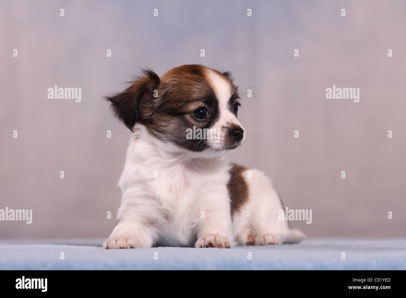 Chiot Chihuahua Banque D'Images