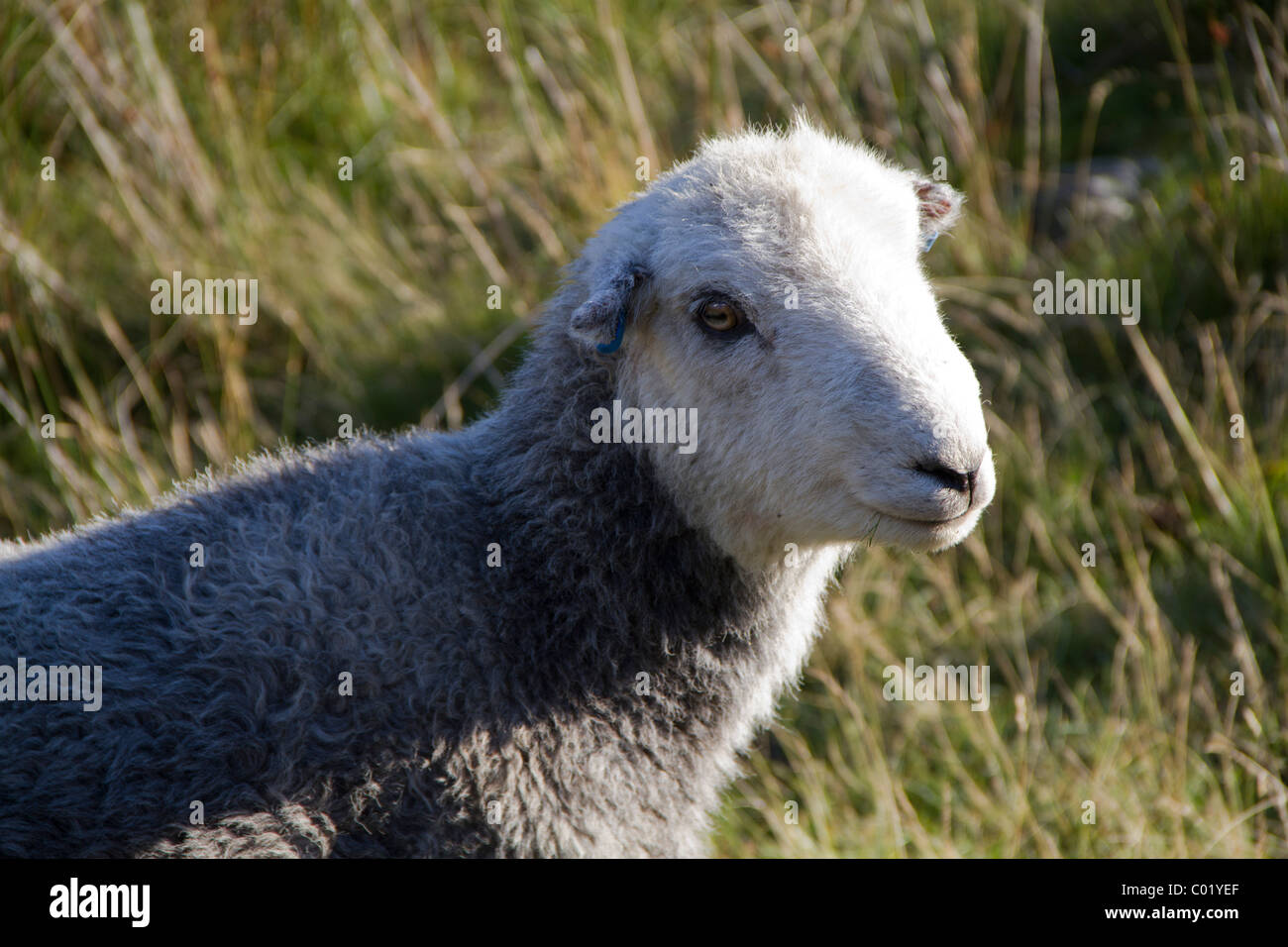 Moutons Herdwick Banque D'Images