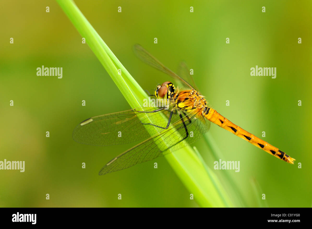 (Sympetrum depressiusculum tacheté vert) Banque D'Images