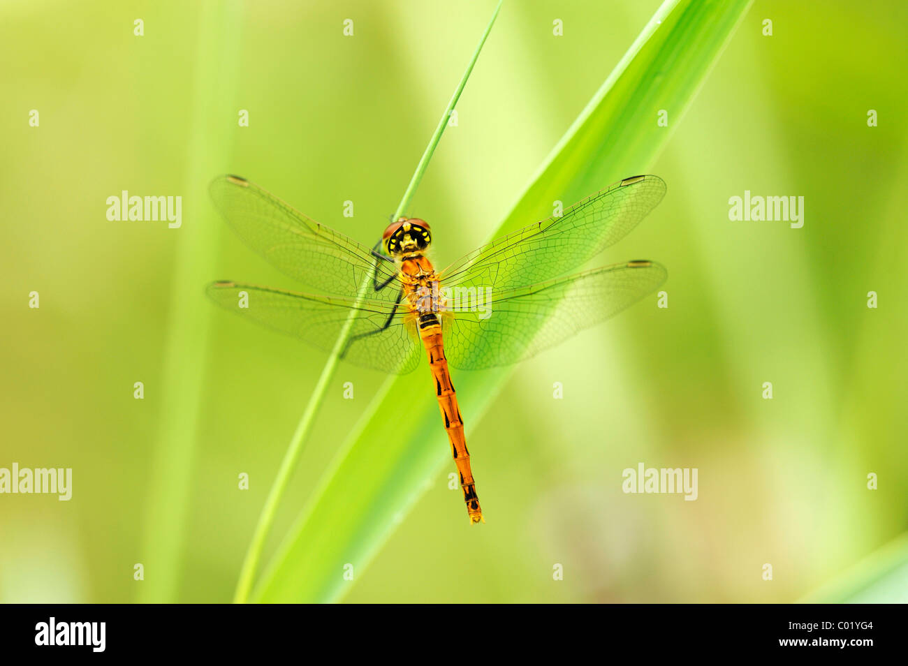 (Sympetrum depressiusculum tacheté vert) sur la tige de roseau Banque D'Images