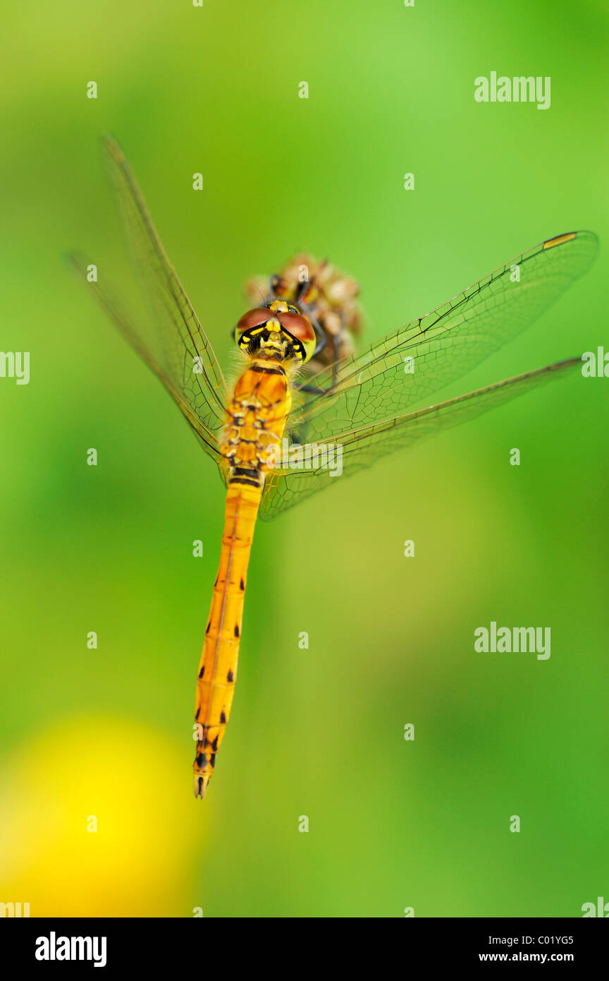 (Sympetrum depressiusculum tacheté vert) Banque D'Images