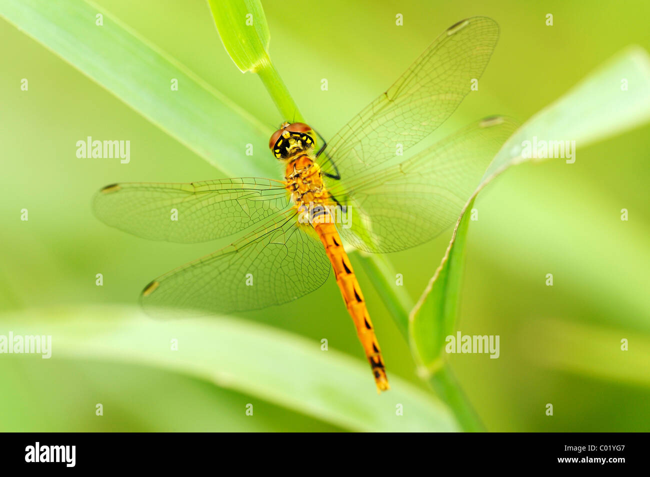 (Sympetrum depressiusculum tacheté vert) Banque D'Images