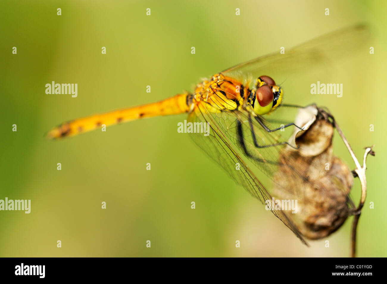 (Sympetrum depressiusculum tacheté vert) Banque D'Images