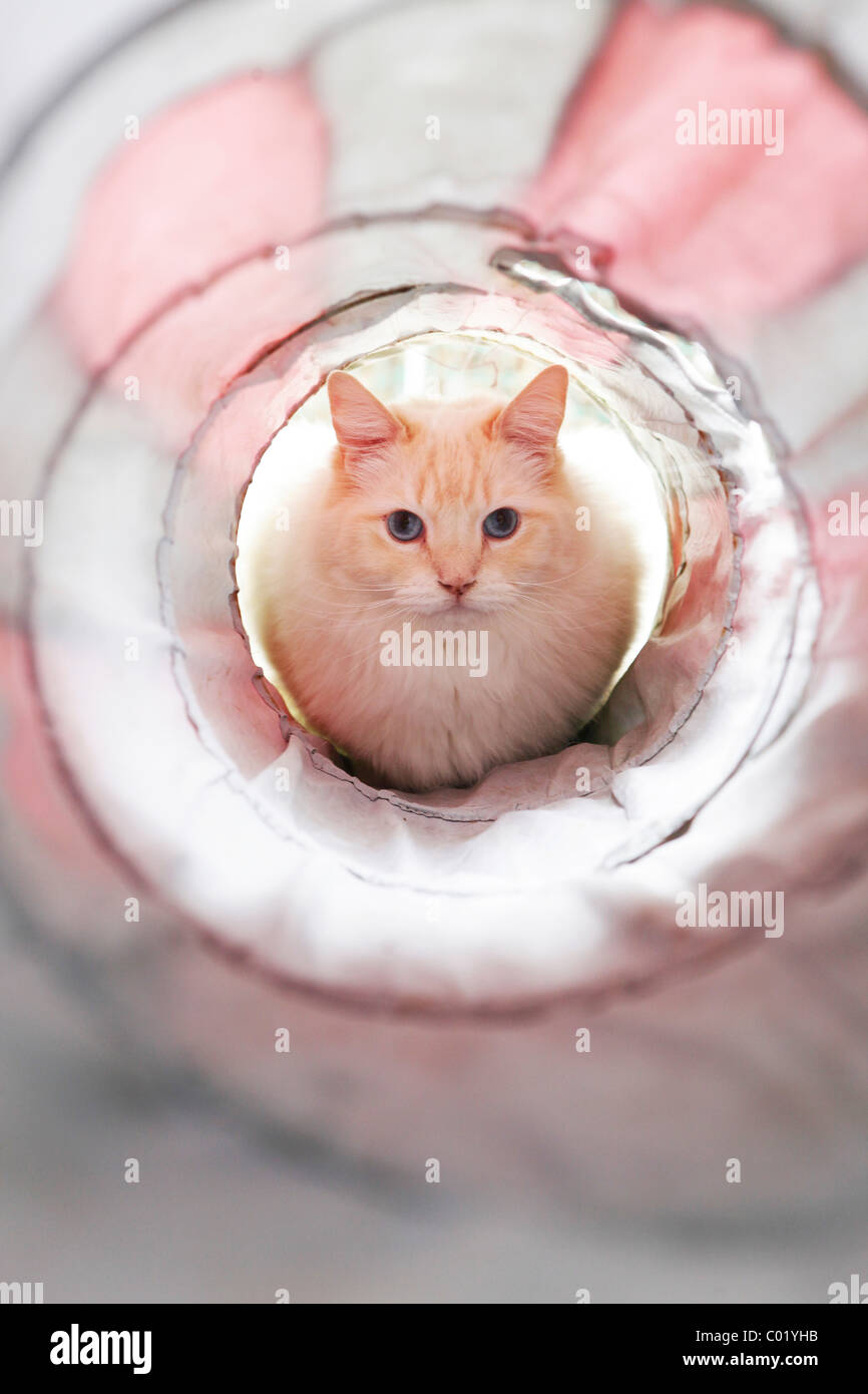 Chat blanc en face d'un tunnel Banque D'Images