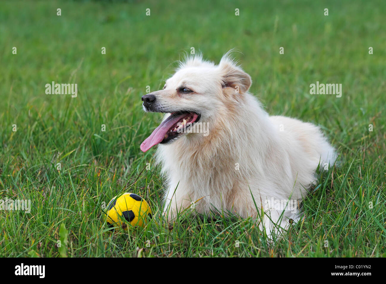 Petit chien blanc, spitz half-breed (Canis lupus familiaris), homme chien domestique Banque D'Images